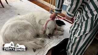 落ち葉だらけだけどブラッシングを拒否したルンルンです　Great Pyrenees　グレートピレニーズ