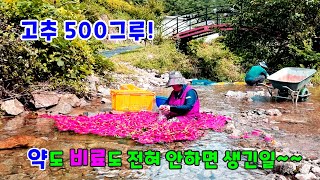 고추 500그루 심었는데 약도 비료도 전혀 안하면 생긴일~