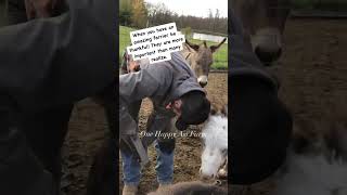 Our donkeys love our farrier. #shorts #farmanimals #farmlife #farrier #onehappyassfarm #donkey