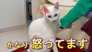 弟猫を怒らせてしまう方法に気付いてしまいました・・・