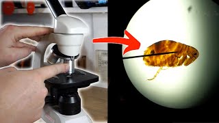 A Simple Guide to MICROSCOPES!