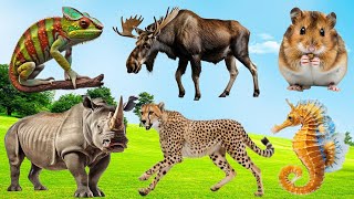 Discover Animal Sounds: Chimpanzee, Raccoon, Coyote, Tiger, Cat, Wild Boar, Eagle - Animal Sounds