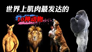 史上肌肉最炸裂的10种动物，身上长4万块肌肉是什么体验？