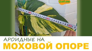 МОХОВАЯ ОПОРА (ТОТЕМ) для сциндапсуса, эпипремнума и филодендрона: результаты через три месяца