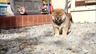 lD:1870　柴犬　赤柴　オス　子犬　生後39日目　shiba　inu