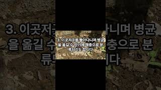 나만 몰랐던 쥐며느리의 특징 4가지