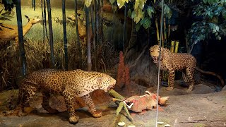 NATURAL HISTORY MUSEUM // TRIVANDRUM DISTRICT // KERALA // INDIA .....