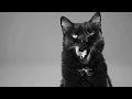 Stranger - Silent Frustration