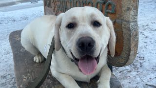 OLK9 AK, Tank a 10 M.O yellow lab has an incredible change and transformation!