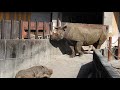 とべ動物園まとめ動画その５（ヒガシクロサイ、卯月佐助、モモイロペリカンなど）