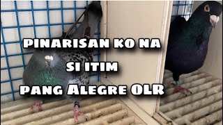 PINARISAN KO NA SI ITIM PANG ALEGRE OLR |Reggie Cruz Loft \u0026 Aviary #reggiecruzloftandaviary