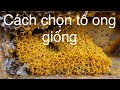 #184 Cách chọn tổ ong giống Như thế nào là đạt tiêu chuẩn? #kỹthuậtnuôiongdú #ongdú #stinglessbees