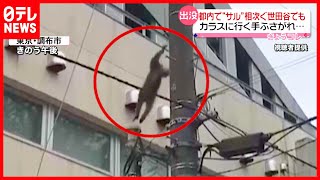 【猿】都内で連日目撃  きょうは世田谷区でも