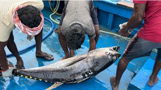 30Kg Yellowfin Tuna Fish Cutting Skills|₹7500/- $101.92|#RoyalMariners