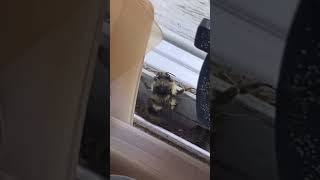 “Im a bee” twerking bumble bee #adorable #bee #bugs  #dance #funny #shorts #shortsfeed