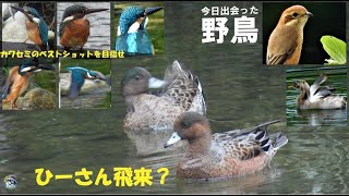 野鳥撮影　ヒドリガモ飛来？　カワセミのベストショットを目指せ　兵庫県・北播磨