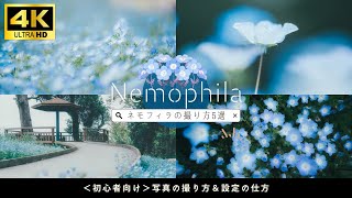 #108 [For camera beginners] 5 ways to take beautiful pictures of Nemophila!