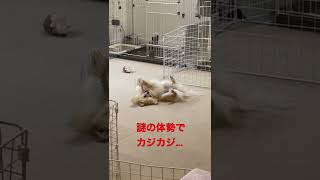 それちょっと怖いよ… #shorts #犬 #ポメラニアン