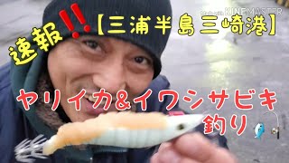 速報‼️【三浦半島三崎港】ヤリイカ\u0026イワシサビキ釣り🎣息子を連れて行って来ました‼️