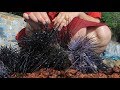 Yummy Urchin Grilling Recipe - Urchin Cooking - Cooking With Sros