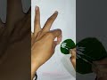 easy lotus drawing on peepal leaf art shorts viral lotusdrawing