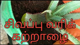 அரிதினும் அரிதான சிவப்பு வரிக்கற்றாழை/red aloe vera/sivappu katralai/அகத்தியம் மூலிகை காப்போம்