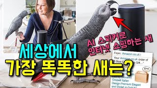 세상에서 가장 똑똑한 새는?