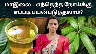 மாமரம் இலைகளை எந்த நோய்க்கு எப்படி பயன்படுத்தலாம்? மா இலை டீ நன்மைகள் / Mango leaf tea benefits