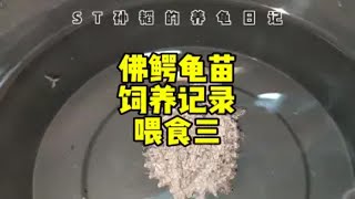 佛鳄龟苗饲养记录喂食三，喂一周的龟粮后开始喂泥鳅，两天一次，一次吃饱