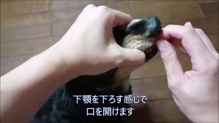 犬の薬の飲ませ方　錠剤編