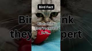 Funny Pet Facts 58 #cat #shorts #shortsvideo #petfacts