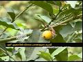 Grow foreign fruits in Kerala; Success story of young farmers from Palakkad