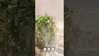 【UESTONE | 蘑菇石植栽牆 】