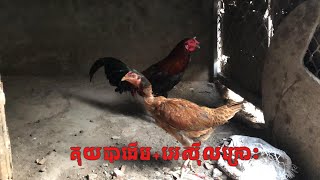 គុយបាដើម+អេស៊ីលក្រោះ​ // មាន់ជល់ ផ្លែដែក // Roster Farm //