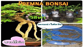 วิธีทำ เพรมน่ารากโย่ง Premna bonsai