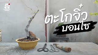 เปลี่ยนกระถางบอนไซ | ตะโกต้นจิ๋ว