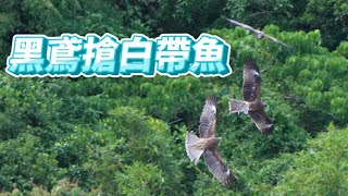 黑鳶拋接白帶魚_窗外鳥世界_Milvus migrans_2023年9月23日