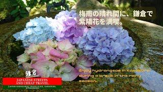 【鎌倉】梅雨の晴れ間に、鎌倉で紫陽花を満喫。/[Japan/Kamakura guide] Hase Temple, Jojuin Temple, hydrangea