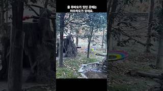 25.1.1 울 푸바오 방사장은 그대로고, 차오린의 엄마 차오차오가 있네요#savefubao #fubao #푸바오