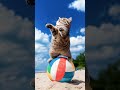 Mind-Blowing! 🤯 Sandy Paw-formance: The Beach's Most Unexpected Feline Circus! 🐱🏖️