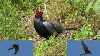 チョウゲンボウとキジ　利根運河