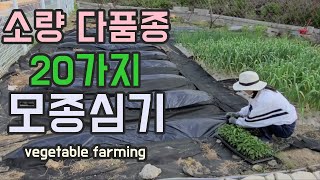 고추 모종 심기/텃밭가꾸기/소량 다품종 20가지 파프리카, 쑥갓, 상추, 토마토, 수박, 참외 모종심기/시골일상[Korean rural life] Vegetable farming