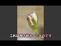 【多肉植物】この花を見ると良い事が起こる⁉️