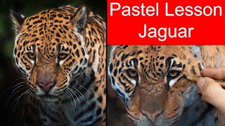 Pastel Pencil Fur Lesson - Jaguar - JasonMorgan.co.uk