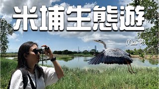 米埔生態遊 Mai Po Eco-visit｜Mai Po Nature Reserve | 雀鳥天堂｜全港最大天然蘆葦叢｜全港最大紅樹林｜香港好去處｜親子好去處