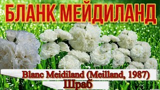 Видео обзор розы Бланк Мейдиланд - Blanc Meidiland (Meilland, 1987)