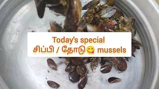 சிப்பி/ தோடு. mussels fry / step-by-step process.