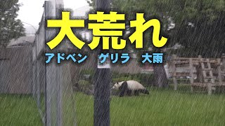 早く入れて～ ゲリラ雨で良浜＆彩浜大騒ぎ、平穏なタケノコショーが一変