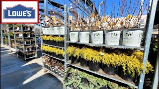 Lowes Inventory March 2023 Spring Blooming Shrubs, Evergreens, Ornamental Flowering Trees, Boxwood