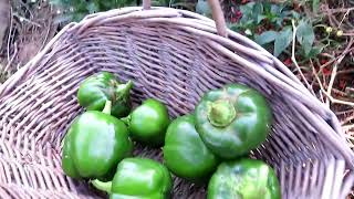 Bell Pepper Harvest in Mid October...